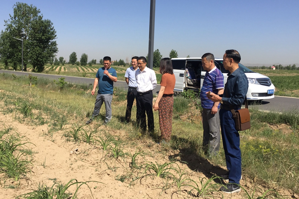 2考察组在黄花种植基地.jpg 2考察组在黄花种植基地.jpg