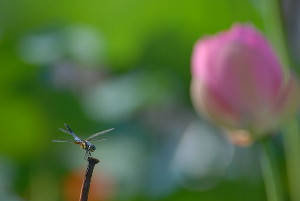 纪念人民政协成立65周年省市政协系统书画摄影展作品